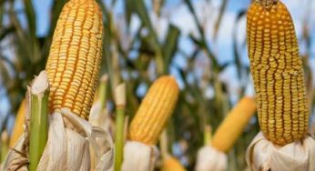 México prohíbe uso de maíz transgénico en alimentación humana